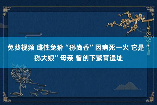 免费视频 雌性兔狲“狲尚香”因病死一火 它是“狲大娘”母亲 曾创下繁育遗址